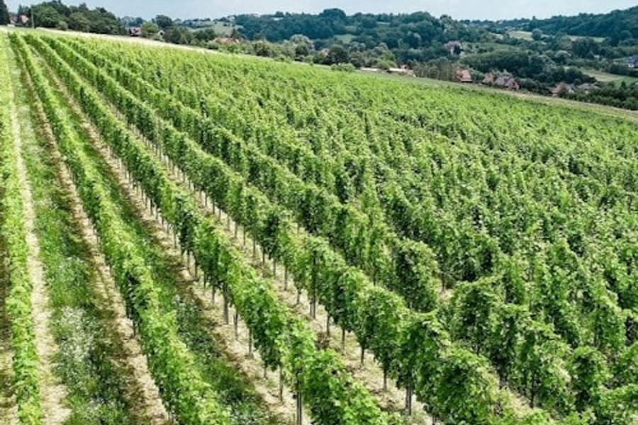 Wieliczka: Vineyard Visit and Wine Tasting from Krakow tickets
