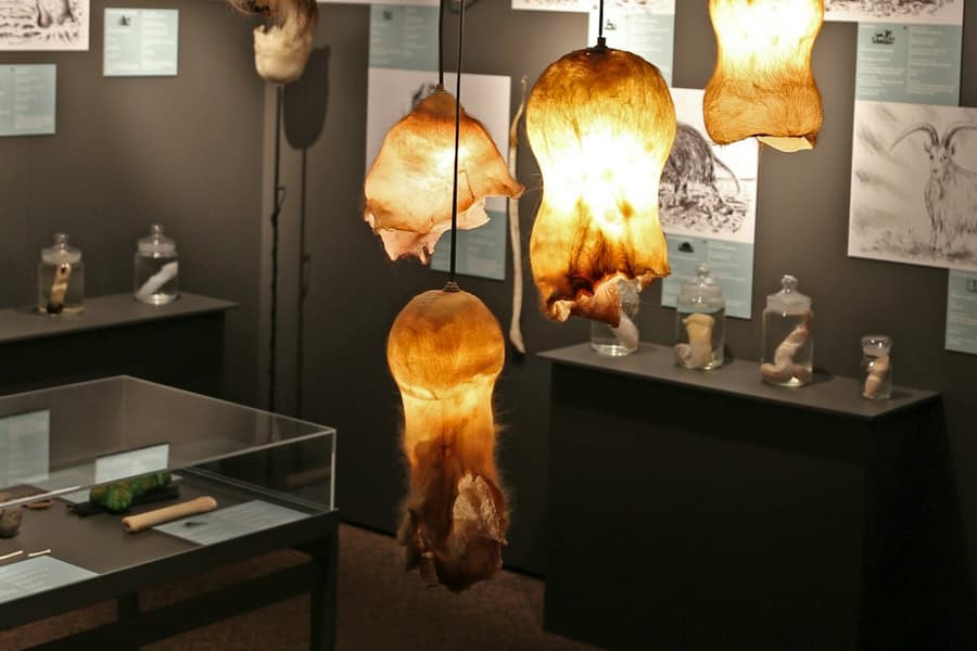 Phallological Museum: Entry Ticket, at Phallological Museum