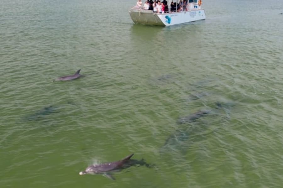 Центр открытий дельфинов в Банбери: эко-круиз тур, at Dolphin Discovery Centre Bunbury, Bunbury