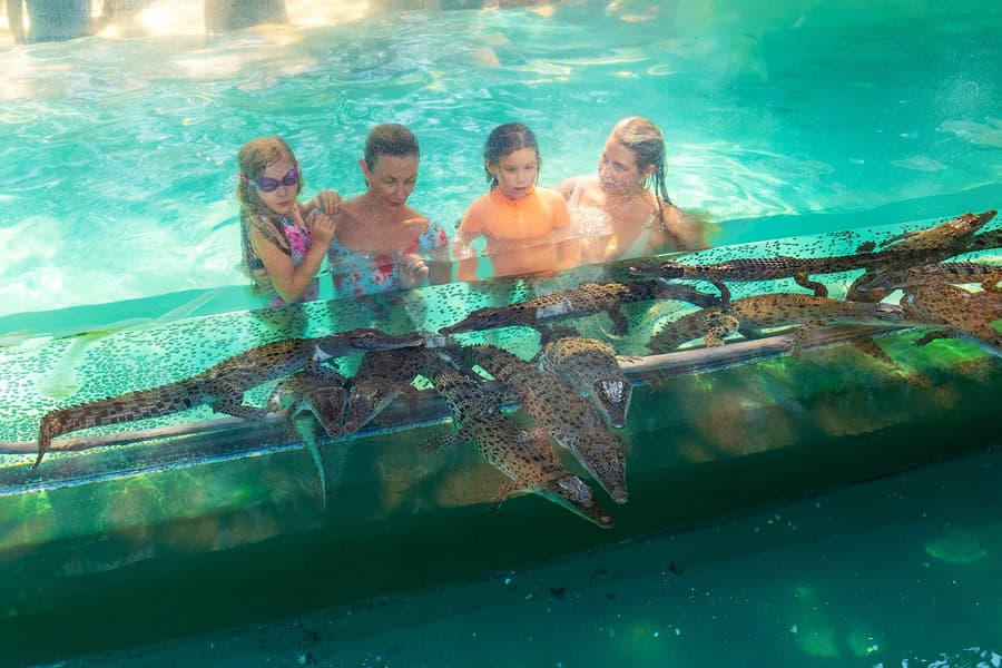 Family Saver Pack: Crocosaurus Cove Tickets, Darwin
