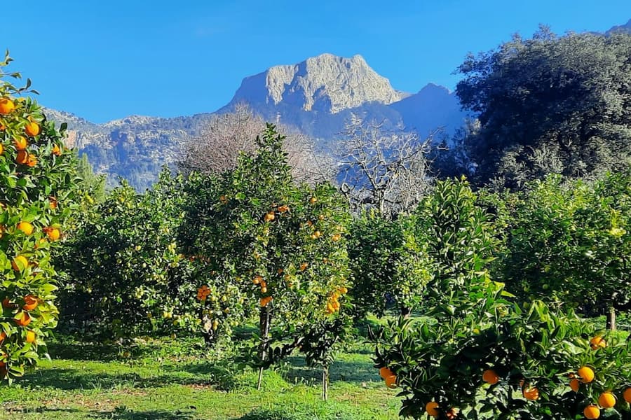 Mallorca: Orange Valley & Valldemossa Guided Tour + Transfers, Palma de Mallorca