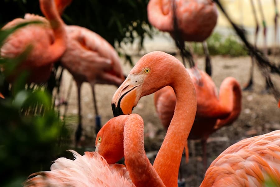 Flamingo Gardens: Skip The Line Ticket, at Flamingo Gardens, Miami