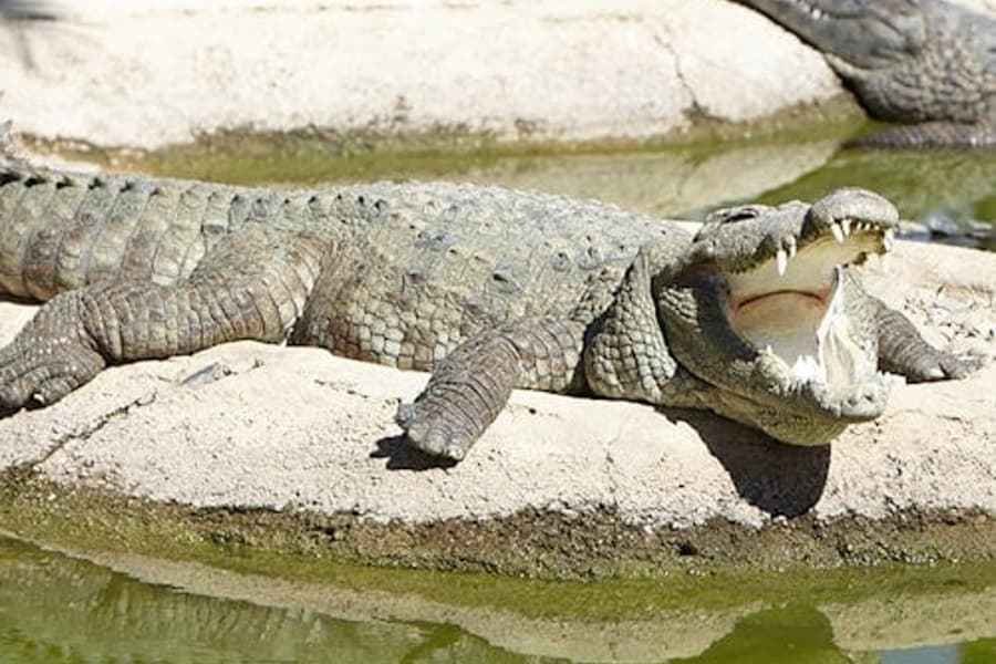 کروکوڈائل پارک توریمولینوس: داخلہ ٹکٹ, at Crocodile Park Torremolinos, Torremolinos