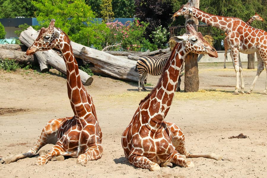 Wroclaw Zoo Skip-the-Line Tickets, Wroclaw