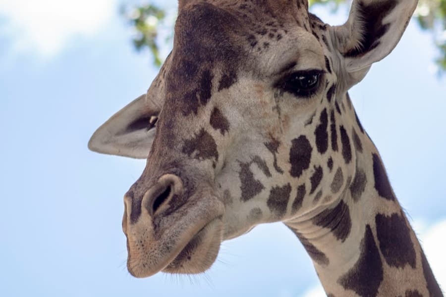 Central Florida Zoo & Botanical Gardens: Skip The Line Ticket, at Central Florida Zoo & Botanical Gardens, Orlando