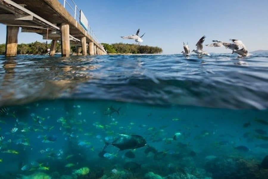 Transfer promem na Zieloną Wyspę, at Green Island Cruises, Cairns