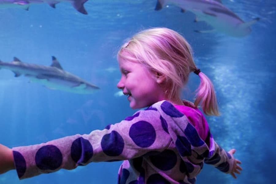 ตั๋วเข้าสู่ SEA LIFE โอเบอร์เฮาเซิน, at SEA LIFE Oberhausen, Oberhausen