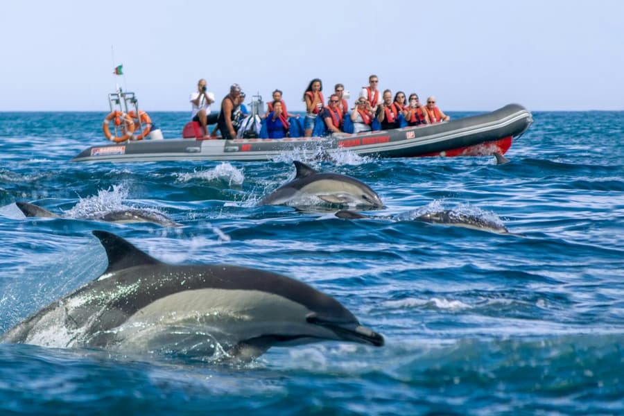 Benagil Caves: Guided RIB Boat Tour from Albufeira + Dolphin Watching, at Algarve Boat Tours, Portimao