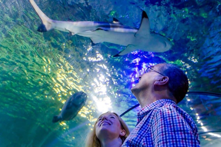 SEA LIFE Loch Lomond Standard Admission, at SEA LIFE Loch Lomond, Glasgow
