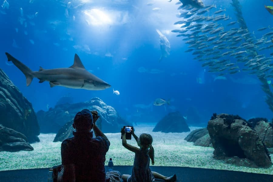 Oceanário de Lisboa: Entry Ticket, at Oceanário de Lisboa