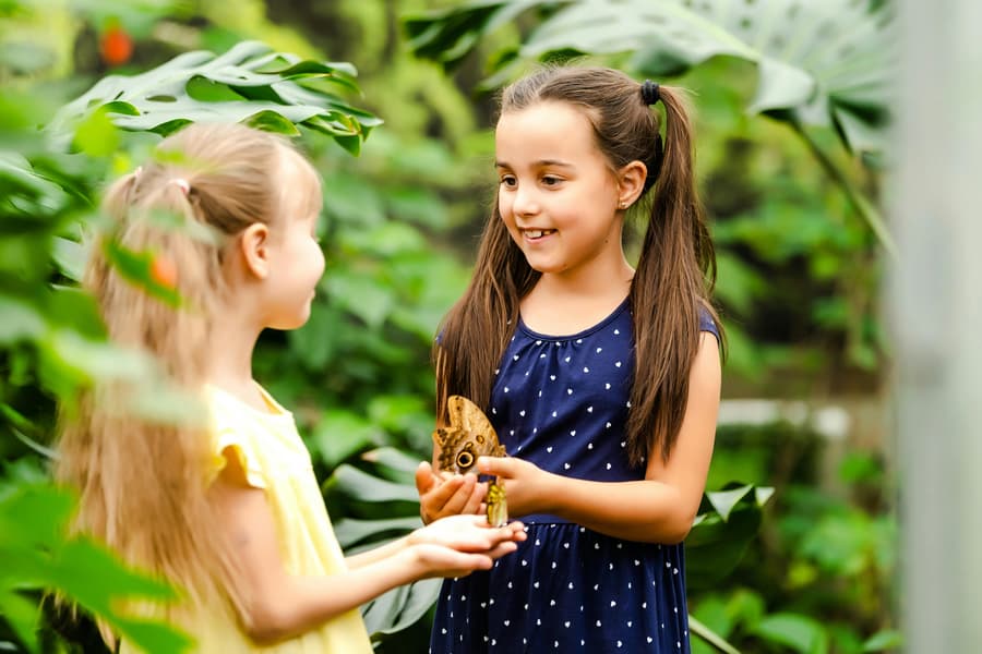 Headout Exclusive: The Butterfly Gardens Abu Dhabi Tickets, Abu Dhabi