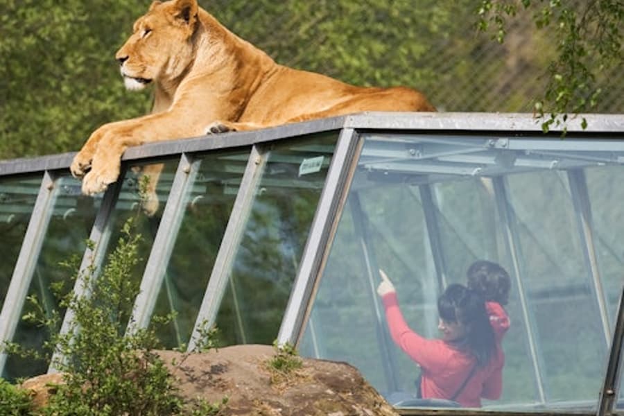 Safari Thoiry: Entry Ticket, at Safari de Thoiry
