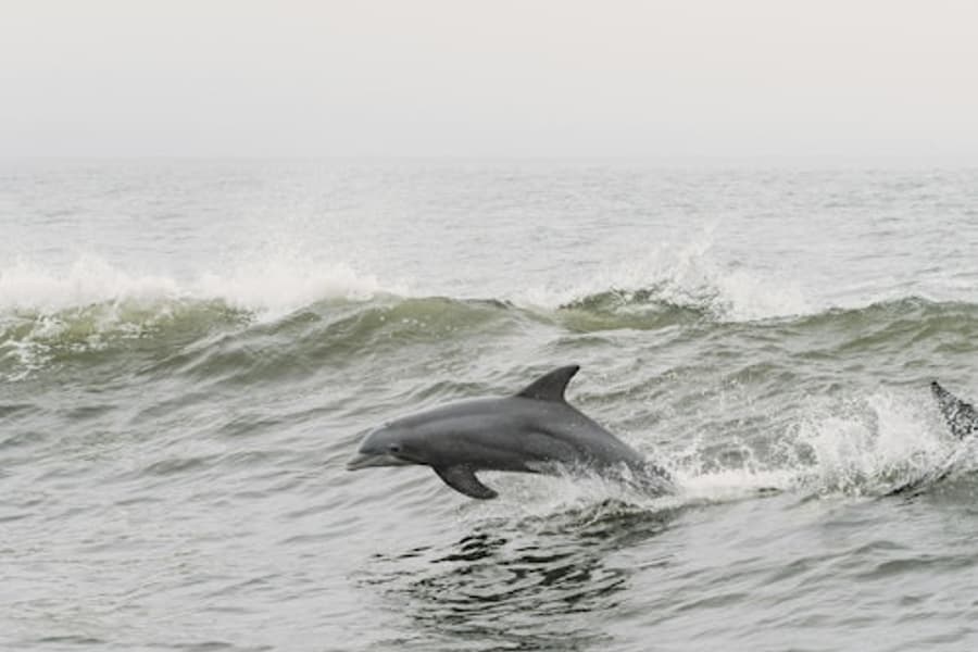 Tarifa: Dolphin & Whale Watching Tour from Seville