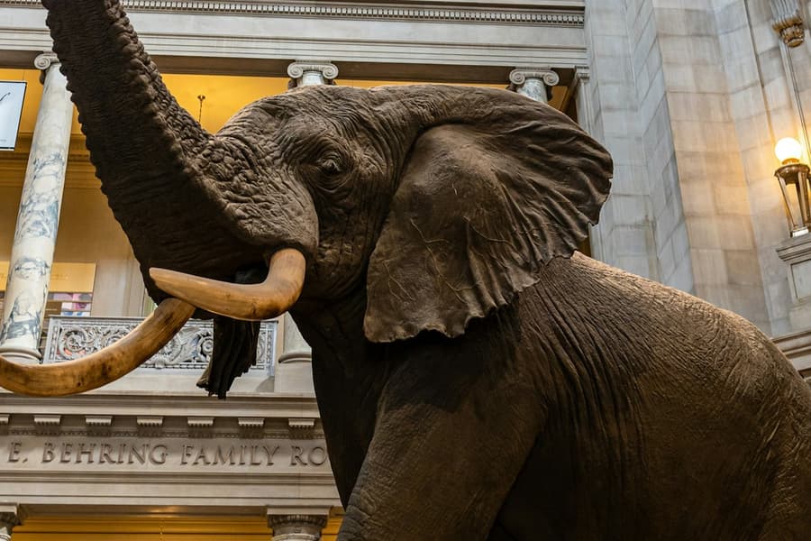 Smithsonian Institution Museums: Guided Walking Tour + Air & Space Timed Entry, at Smithsonian Air and Space Museum, Washington DC