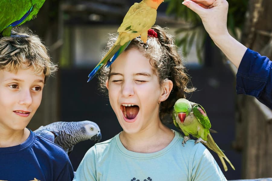 Tickets to Maleny Botanic Gardens and Bird World, at Maleny Botanic Gardens and Bird World, Sunshine Coast