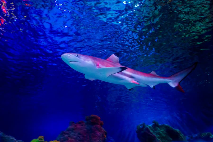 SEA LIFE Loch Lomond Anytime Entry Ticket, at SEA LIFE Loch Lomond, Glasgow