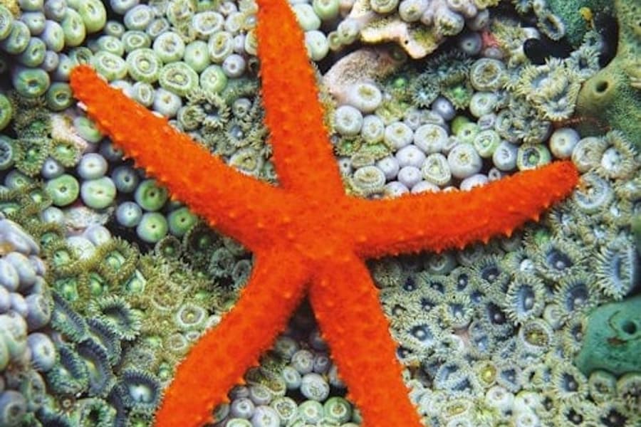 Acuario de Cattolica: Boleto de Entrada + Almuerzo, at Aquarium of Cattolica, Cattolica