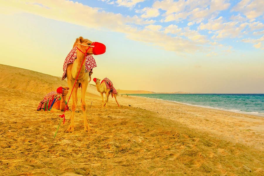Premium Doha Desert Safari with Dune Bashing, Sandboarding, Camel Ride, Quad Biking & Inland Sea, Doha