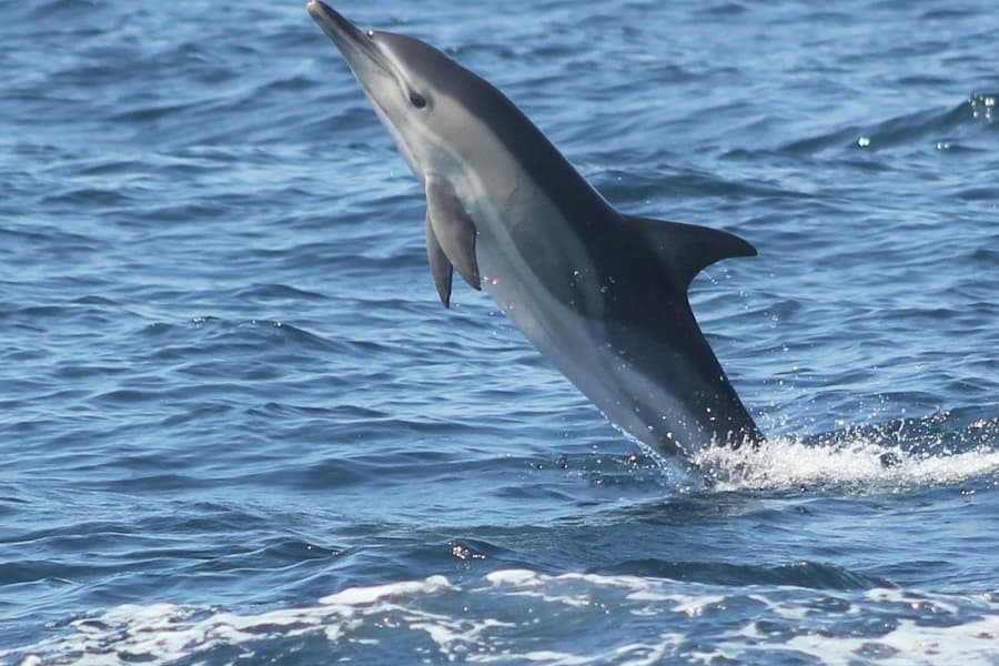 Sagres: Guided Dolphin Watching Tour, at Algarve Boat Tours, Portimao
