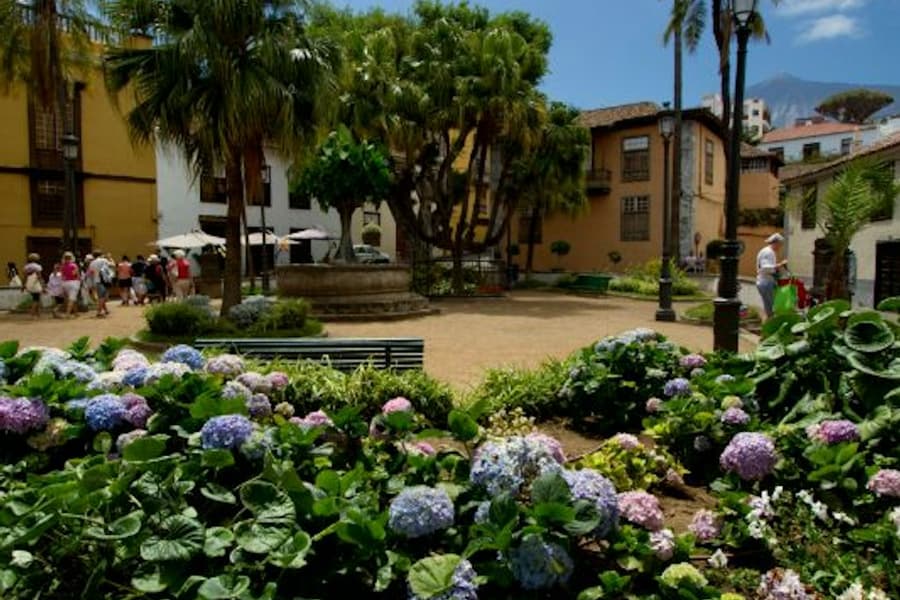 Tenerife Dragon Tree and Botanical Gardens, at Parque del Drago, Icod de los Vinos