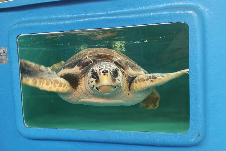 Turtle Point: Entry Ticket, at Turtle Point