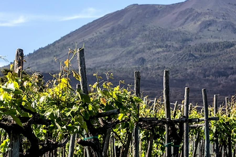 Vesuvius: Wine Tasting, at Mount Vesuvius Wine Tours, Naples