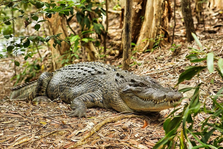 Half-Day Tour of Hartley’s Crocodile Adventures, at Hartley's Crocodile Adventures, Cairns
