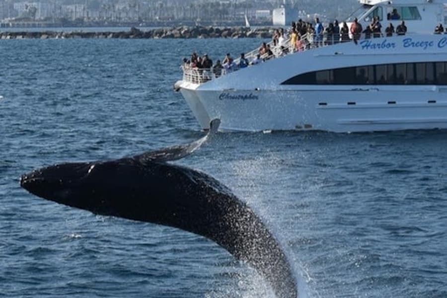 West Harbor: Whale and Dolphin Watching Cruise tickets
