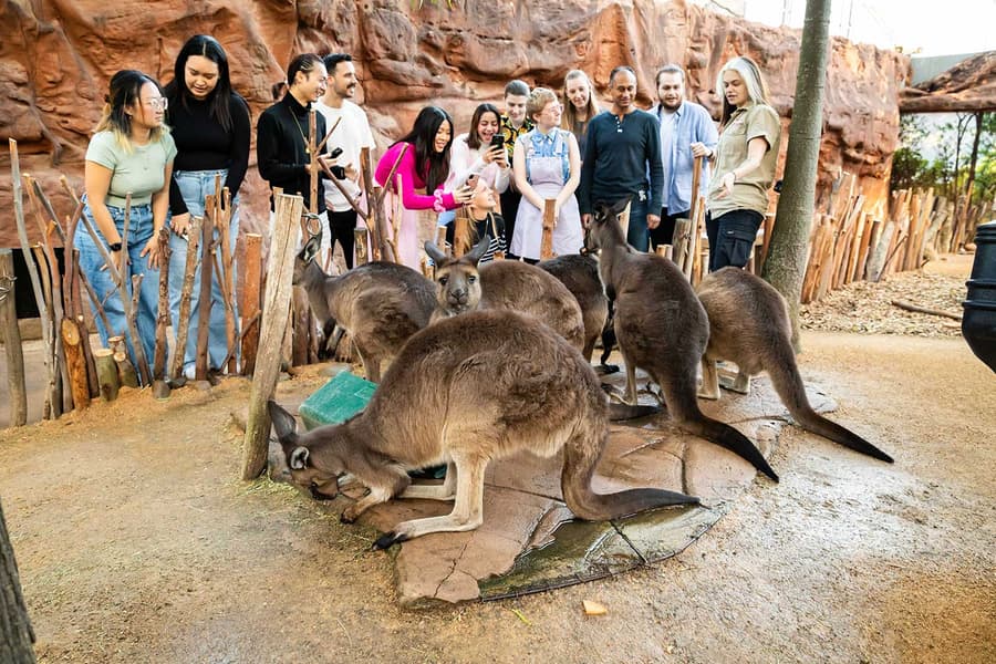 Bilety na Śniadanie z Koalami w WILD LIFE Sydney Zoo, at WILD LIFE Sydney Zoo, Sydney