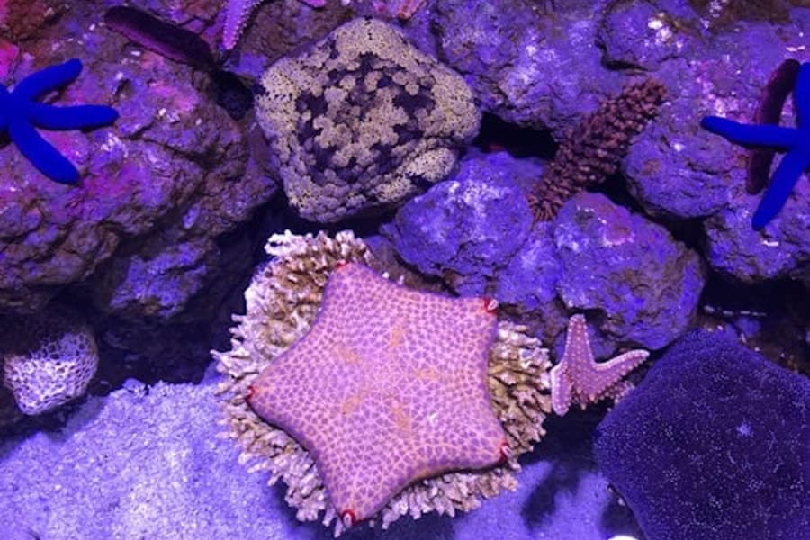 Marine Life Encounter at Cairns Aquarium, at Cairns Aquarium