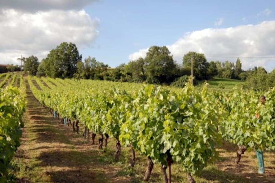 Gaillac: Halve Dag Gids Tour vanuit Toulouse + Wijnproeverij, Toulouse