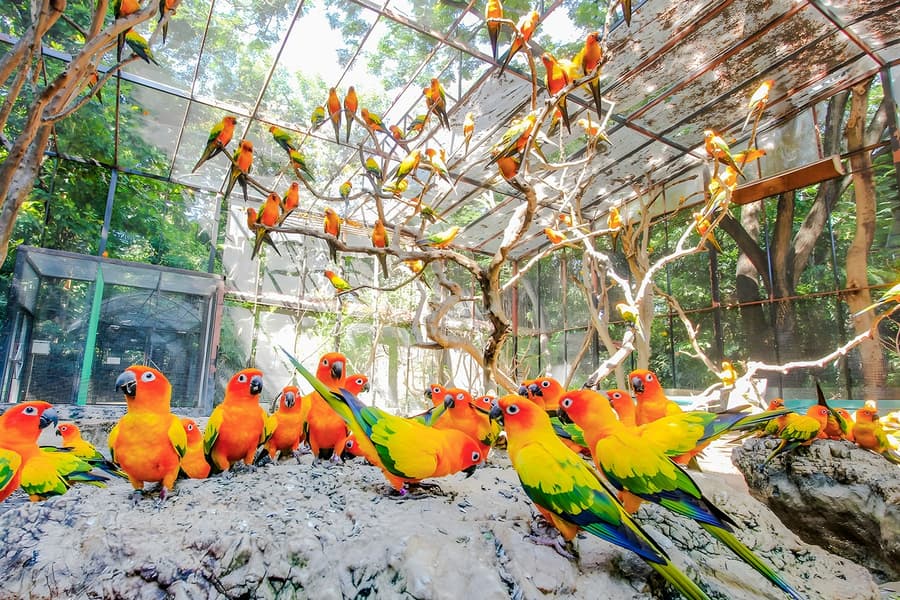 Safari World + Marine Park Tickets with Lunch and Optional Transfers
, Bangkok