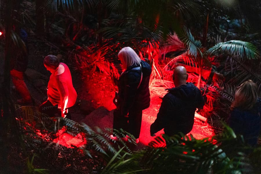 Gold Coast: Mt Tamborine Rainforest Night Walk with Glow Worms & Waterfall, Gold Coast