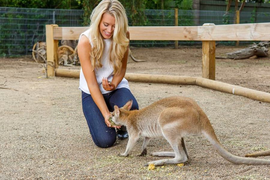 Tour por las Montañas Azules con Almuerzo, Scenic World, Zoológico, Caminatas Guiadas por el Campo y Crucero por el Río, Sydney