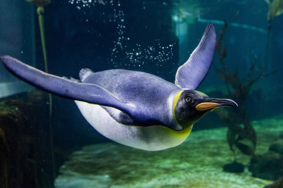 SEA LIFE Sydney Aquarium Tickets, Sydney