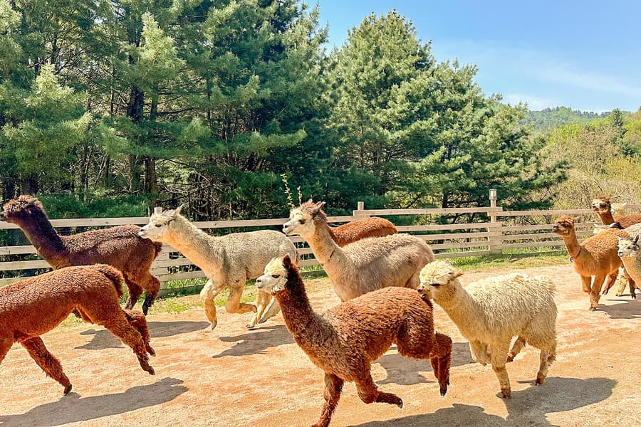 Lawatan Sehari Penjelajahan Hidupan Liar Pulau Nami bersama Dunia Alpaca, Seoul