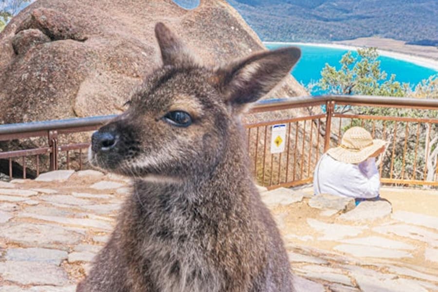 Κόλπος Wineglass, Εθνικό Πάρκο Freycinet και Richmond: Ξενάγηση με Καθοδήγηση και Μεταφορά, Hobart