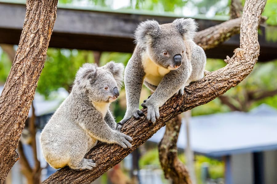 Featherdale Wildlife Park Tickets, Sydney