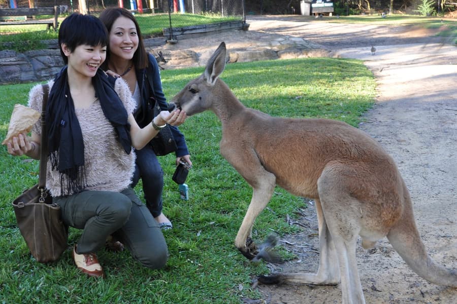 Australian Reptile Park Ticket, at Australian Reptile Park