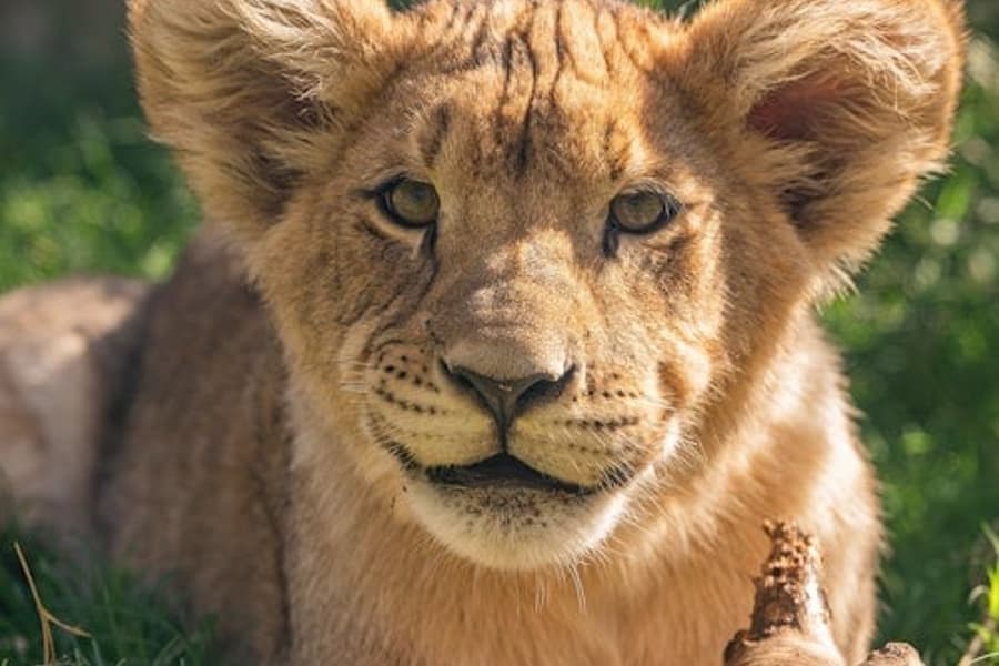 Tiket Masuk Zoo Lagos, Phoenix