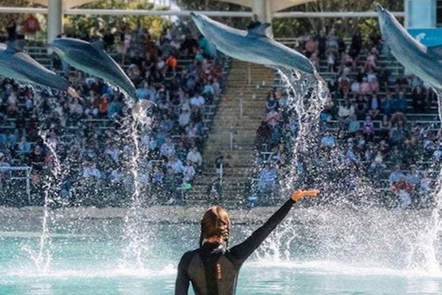 சீ உலகம் ஒரே நாள் கடவுச்சீட்டு, at Sea World Gold Coast, Main Beach