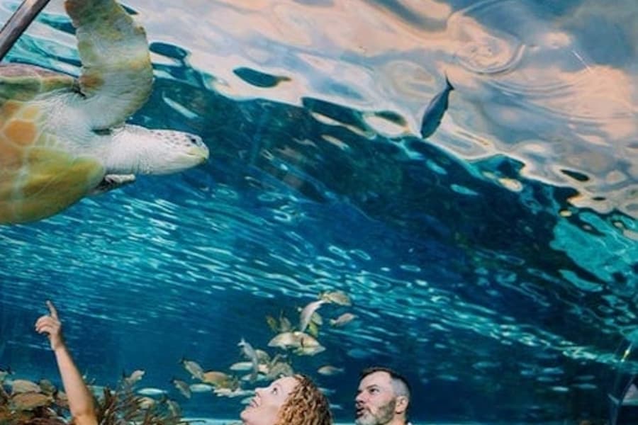 Aquari Ripley's Gatlinburg + 2 o 3 Atraccions, at Ripley's Aquarium of the Smokies, Gatlinburg