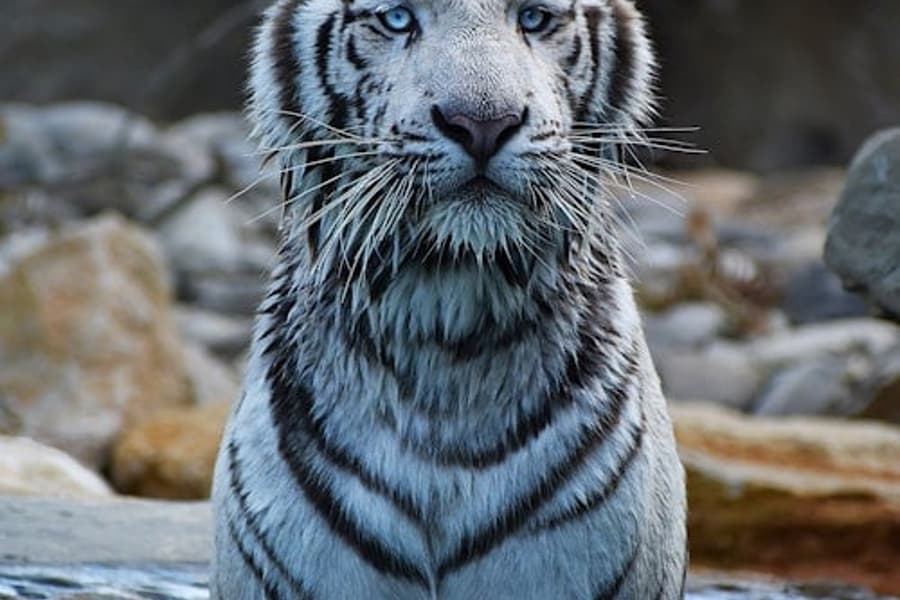 Билет в парк животных Барбен, at Barben Animal Park, La Barben