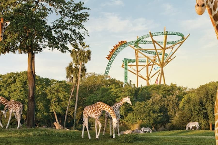 塔帕布什花園:入場票和可選的快速排隊, at Busch Gardens Tampa, Tampa