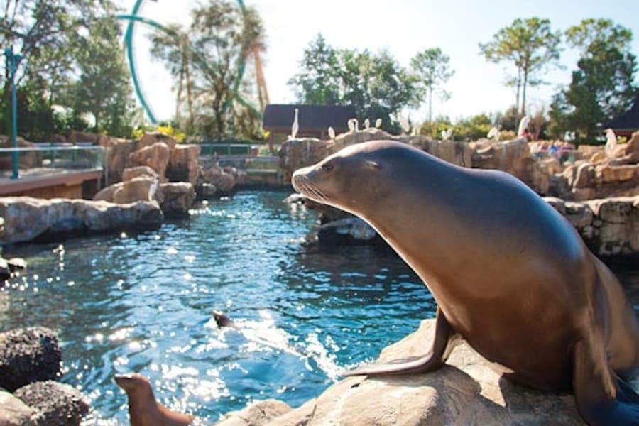 SeaWorld Orlando: Tiket Masuk dengan Pilihan Antrian Cepat, at SeaWorld Orlando, Orlando