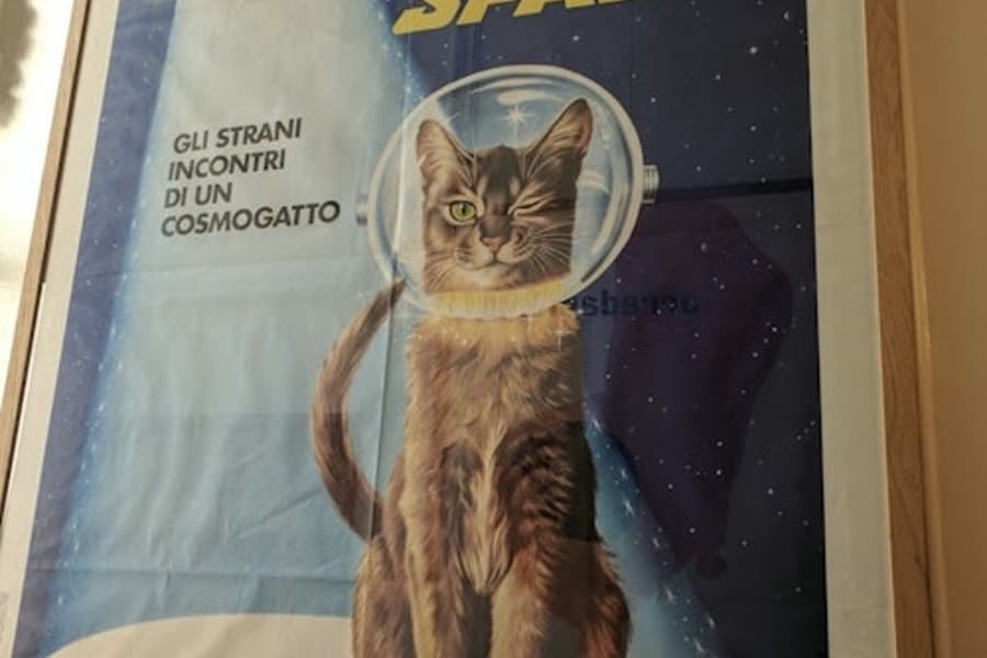 The Cat Cabinet: Entry Ticket, at Cat Cabinet