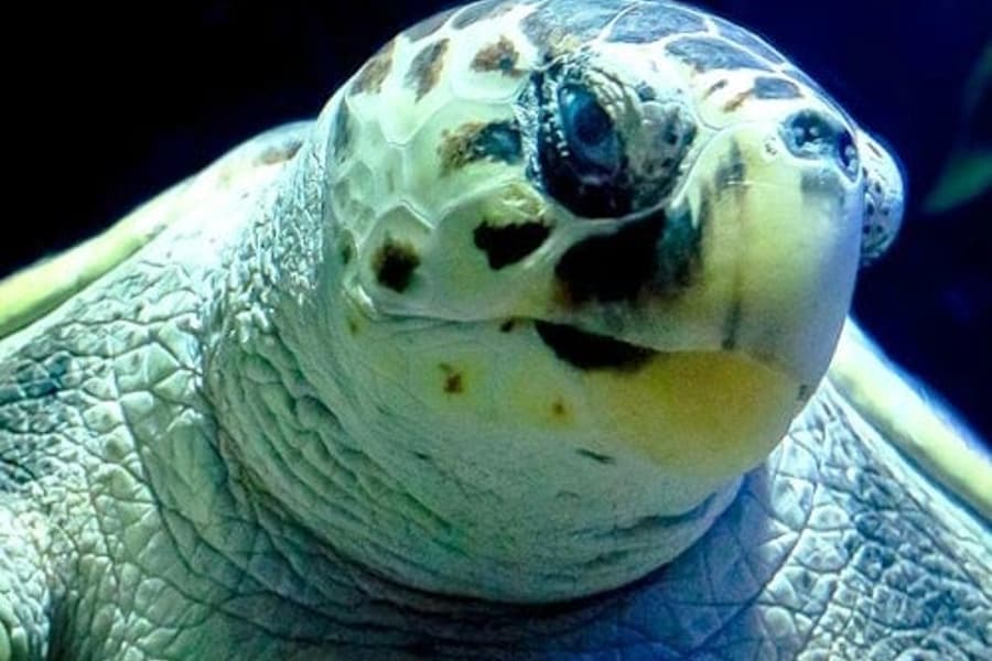 란사로테 아쿠아리움: 빠른 입장권, at Lanzarote Aquarium, Costa Teguise