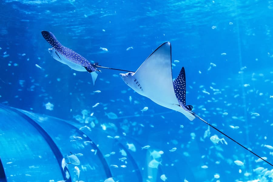 Tickets to National Aquarium Abu Dhabi with Bu Tinah Dhow Experience, Abu Dhabi