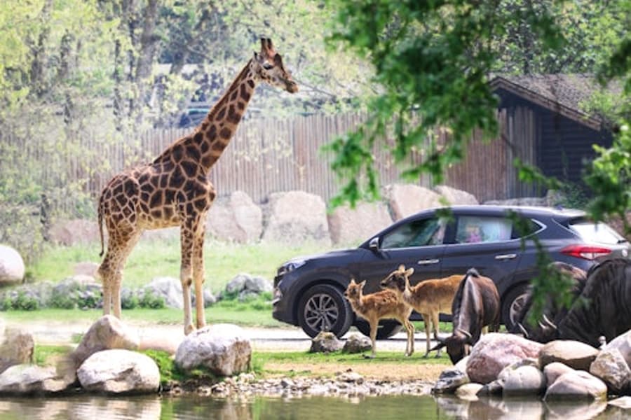 Parco Natura Viva: Tiket Tanpa Tanggal, at Parco Natura Viva, Bussolengo