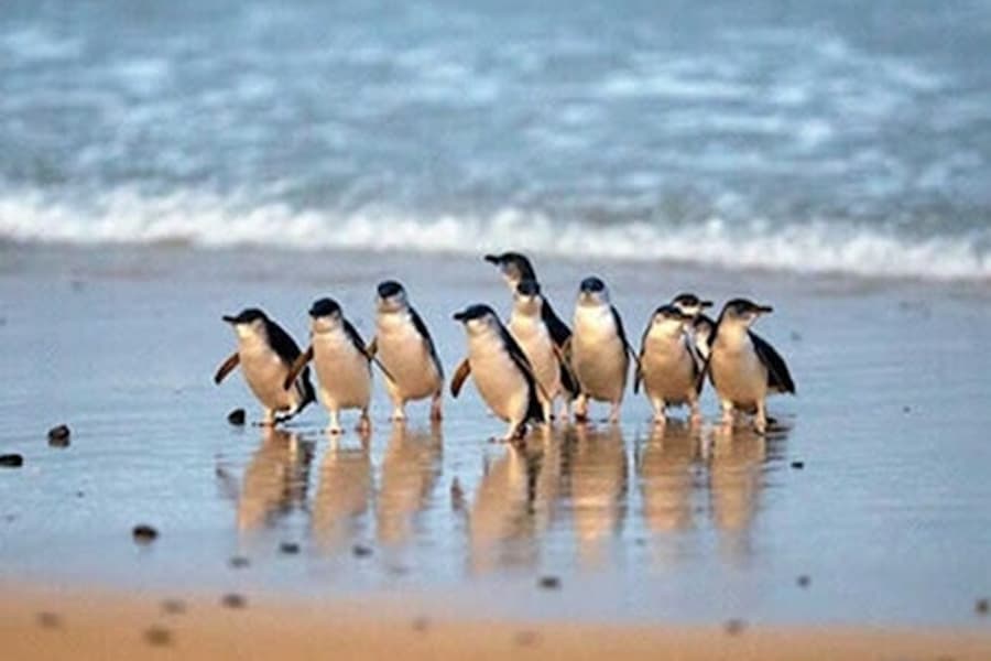 Phillip Island: Vstupenka na 3 parky, at Phillip Island Nature Parks, Cowes